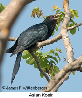 Asian Koel - © James F Wittenberger and Exotic Birding LLC Asian Koel - © James F Wittenberger and Exotic Birding LLC