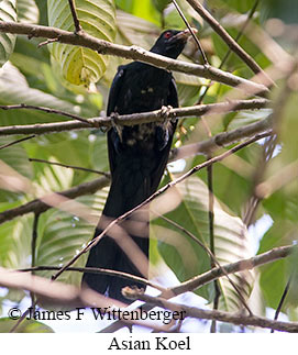 Asian Koel - &copy; James F Wittenberger and Exotic Birding LLC