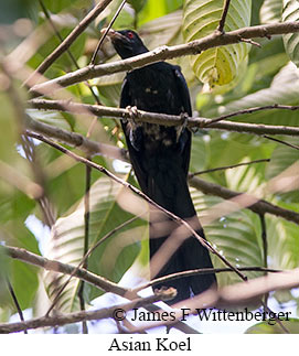 Asian Koel - © James F Wittenberger and Exotic Birding LLC