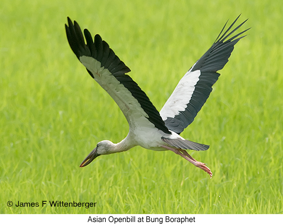 Asian Openbill - © James F Wittenberger and Exotic Birding LLC