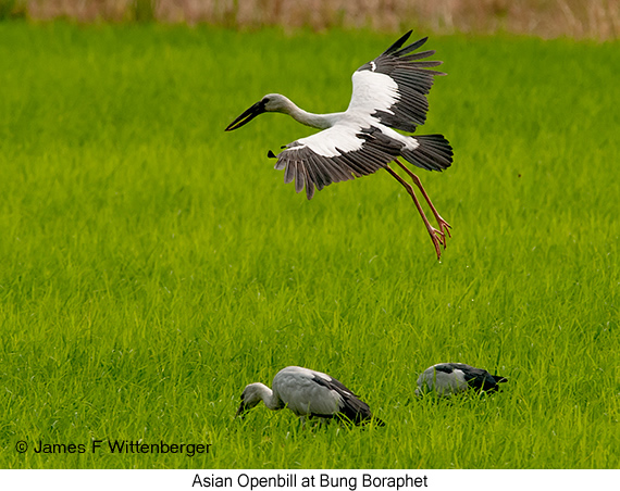 Asian Openbill - © James F Wittenberger and Exotic Birding LLC