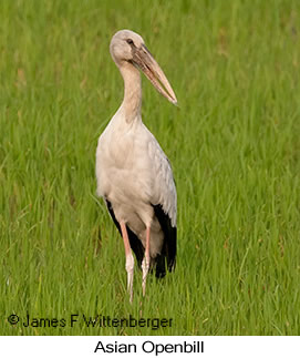 Asian Openbill - © James F Wittenberger and Exotic Birding LLC