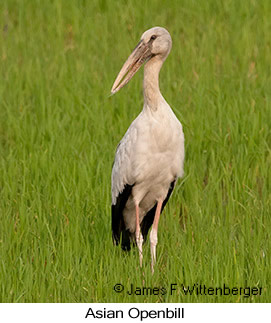 Asian Openbill - &copy; James F Wittenberger and Exotic Birding LLC