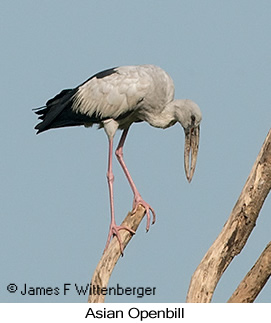 Asian Openbill - © James F Wittenberger and Exotic Birding LLC Asian Openbill - © James F Wittenberger and Exotic Birding LLC