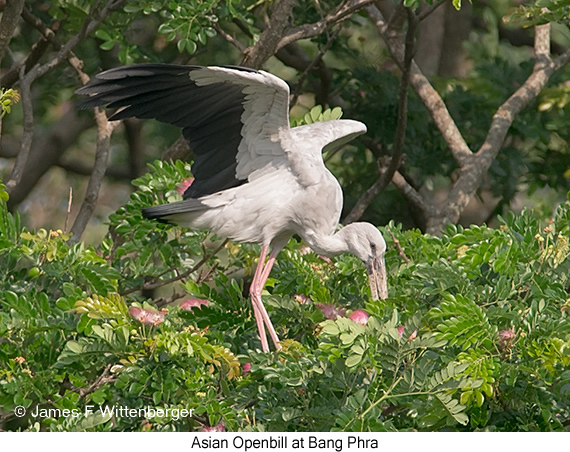 Asian Openbill - © James F Wittenberger and Exotic Birding LLC