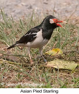 Asian Pied Starling - © James F Wittenberger and Exotic Birding LLC