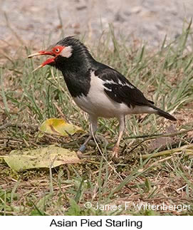 Asian Pied Starling - © James F Wittenberger and Exotic Birding LLC