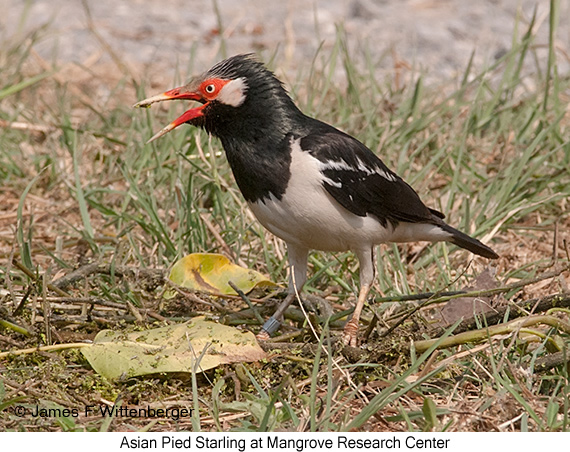 Asian Pied Starling - © James F Wittenberger and Exotic Birding LLC