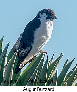 Augur Buzzard - © James F Wittenberger and Exotic Birding LLC