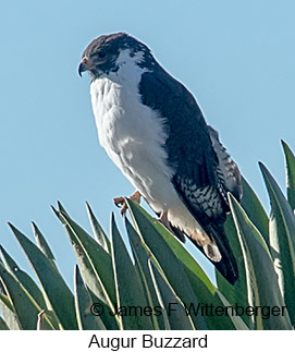 Augur Buzzard - &copy; James F Wittenberger and Exotic Birding LLC