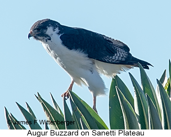 Augur Buzzard - © James F Wittenberger and Exotic Birding LLC Augur Buzzard - © James F Wittenberger and Exotic Birding LLC
