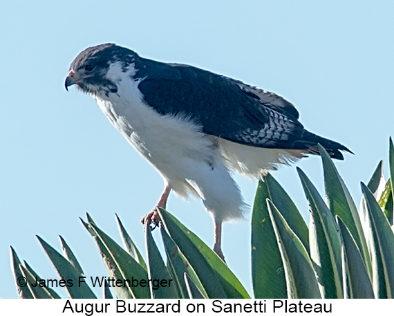 Augur Buzzard - © James F Wittenberger and Exotic Birding LLC