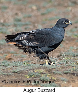 Augur Buzzard - &copy; James F Wittenberger and Exotic Birding LLC