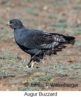 Augur Buzzard - © James F Wittenberger and Exotic Birding LLC