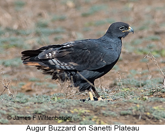 Augur Buzzard - © James F Wittenberger and Exotic Birding LLC