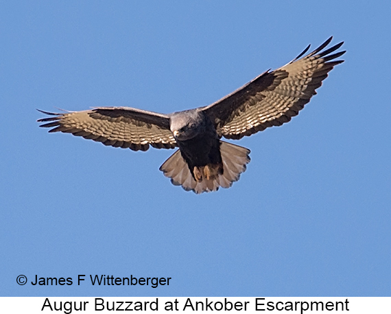 Augur Buzzard - © The Photographer and Exotic Birding LLC