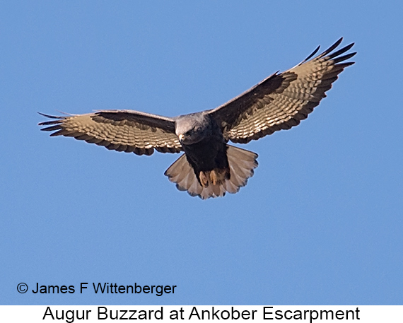 Augur Buzzard - © James F Wittenberger and Exotic Birding LLC Augur Buzzard - © James F Wittenberger and Exotic Birding LLC