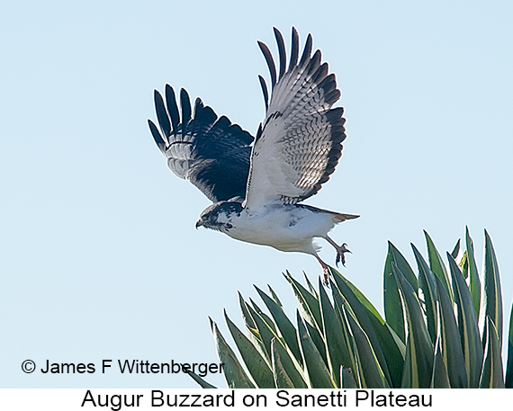 Augur Buzzard - © James F Wittenberger and Exotic Birding LLC Augur Buzzard - © James F Wittenberger and Exotic Birding LLC