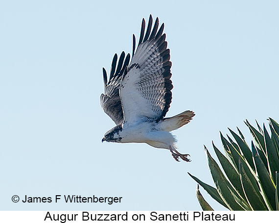 Augur Buzzard - © James F Wittenberger and Exotic Birding LLC