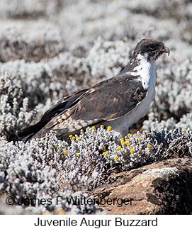 Augur Buzzard - © James F Wittenberger and Exotic Birding LLC