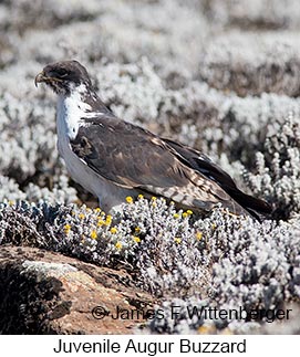 Augur Buzzard - &copy; James F Wittenberger and Exotic Birding LLC