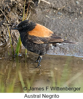 Austral Negrito - © James F Wittenberger and Exotic Birding LLC Austral Negrito - © James F Wittenberger and Exotic Birding LLC