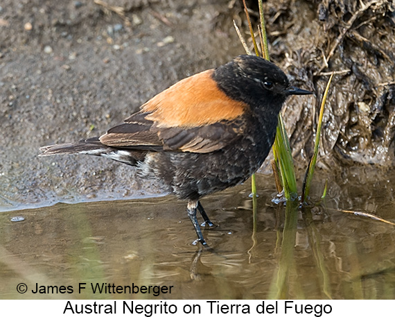 Austral Negrito - © James F Wittenberger and Exotic Birding LLC Austral Negrito - © James F Wittenberger and Exotic Birding LLC