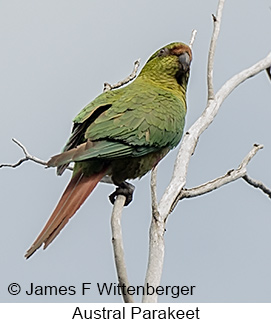 Austral Parakeet - © James F Wittenberger and Exotic Birding LLC Austral Parakeet - © James F Wittenberger and Exotic Birding LLC
