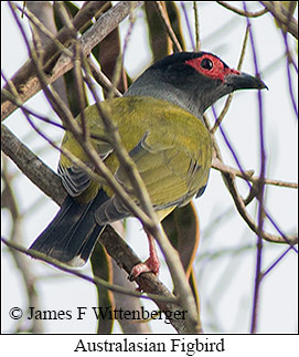 Australasian Figbird - © James F Wittenberger and Exotic Birding LLC