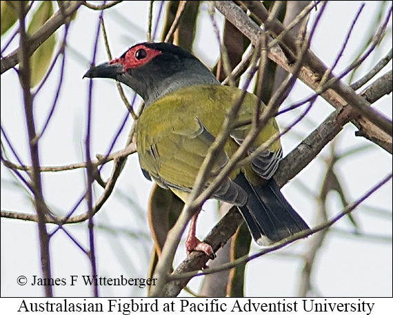 Australasian Figbird - © James F Wittenberger and Exotic Birding LLC