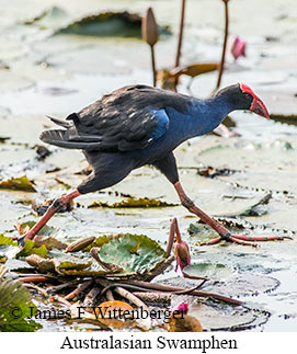 Australasian Swamphen - © James F Wittenberger and Exotic Birding LLC