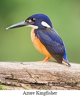 Azure Kingfisher - © James F Wittenberger and Exotic Birding LLC