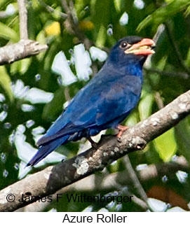 Azure Roller - &copy; James F Wittenberger and Exotic Birding LLC