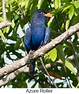 Azure Roller - © James F Wittenberger and Exotic Birding LLC