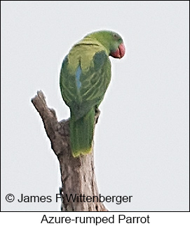 Azure-rumped Parrot - © James F Wittenberger and Exotic Birding LLC