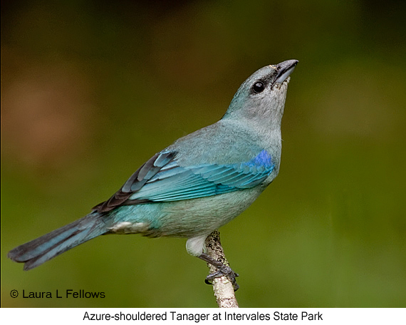 Azure-shouldered Tanager - © James F Wittenberger and Exotic Birding LLC