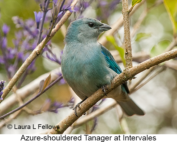 Azure-shouldered Tanager - © James F Wittenberger and Exotic Birding LLC