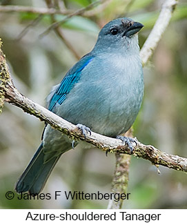 Azure-shouldered Tanager - © James F Wittenberger and Exotic Birding LLC