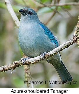 Azure-shouldered Tanager - © James F Wittenberger and Exotic Birding LLC