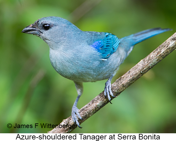 Azure-shouldered Tanager - © James F Wittenberger and Exotic Birding LLC