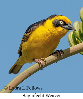 Baglafecht Weaver - © Laura L Fellows and Exotic Birding Tours Baglafecht Weaver - © Laura L Fellows and Exotic Birding Tours