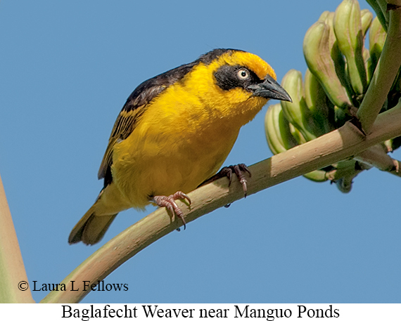 Baglafecht Weaver - © Laura L Fellows and Exotic Birding LLC
