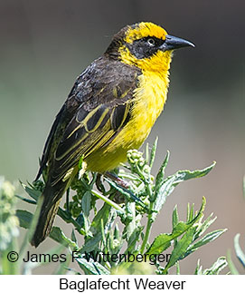 Baglafecht Weaver - © James F Wittenberger and Exotic Birding LLC Baglafecht Weaver - © James F Wittenberger and Exotic Birding LLC