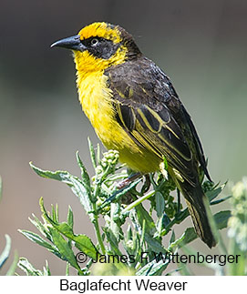 Baglafecht Weaver - © James F Wittenberger and Exotic Birding LLC