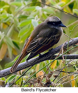 Baird's Flycatcher - © Laura L Fellows and Exotic Birding LLC