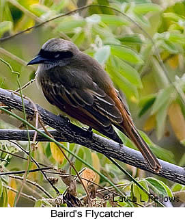 Baird's Flycatcher - © Laura L Fellows and Exotic Birding LLC