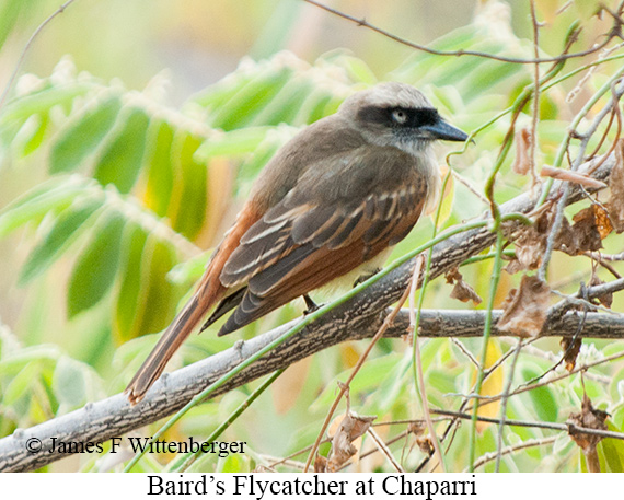 Baird's Flycatcher - &copy; James F Wittenberger and Exotic Birding LLC