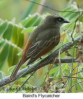 Baird's Flycatcher - © Laura L Fellows and Exotic Birding LLC