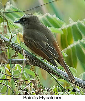 Baird's Flycatcher - &copy; Laura L Fellows and Exotic Birding Tours