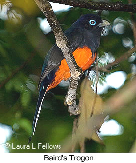 Baird's Trogon - © Laura L Fellows and Exotic Birding LLC